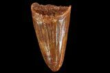 Cretaceous Fossil Crocodile Tooth - Morocco #72766-1